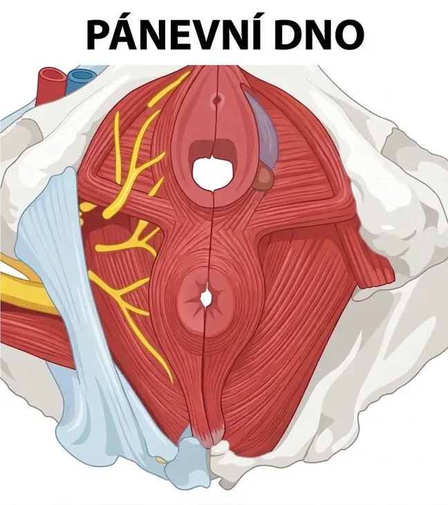 Jak správné držení těla ovlivňuje vaše pánevní dno