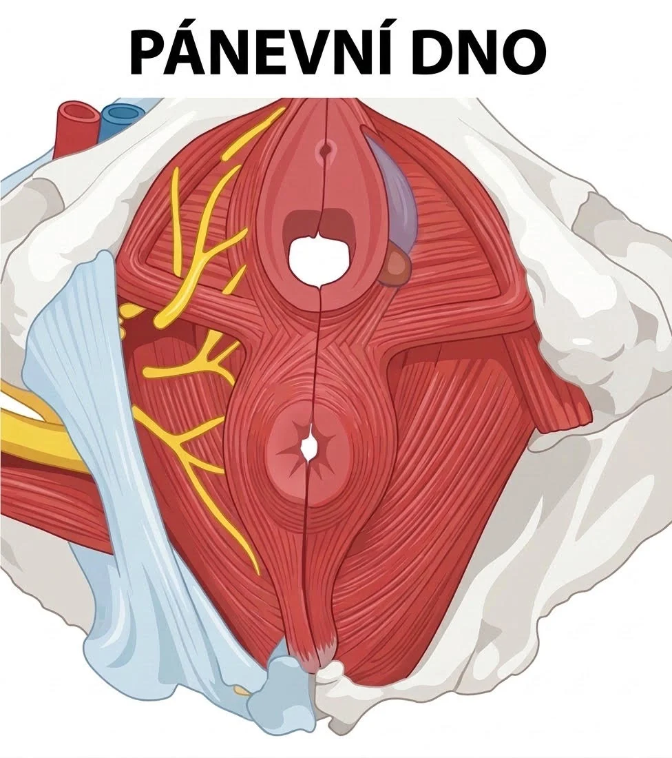 Pánevní dno: anatomická ilustrace svalů pánevního dna