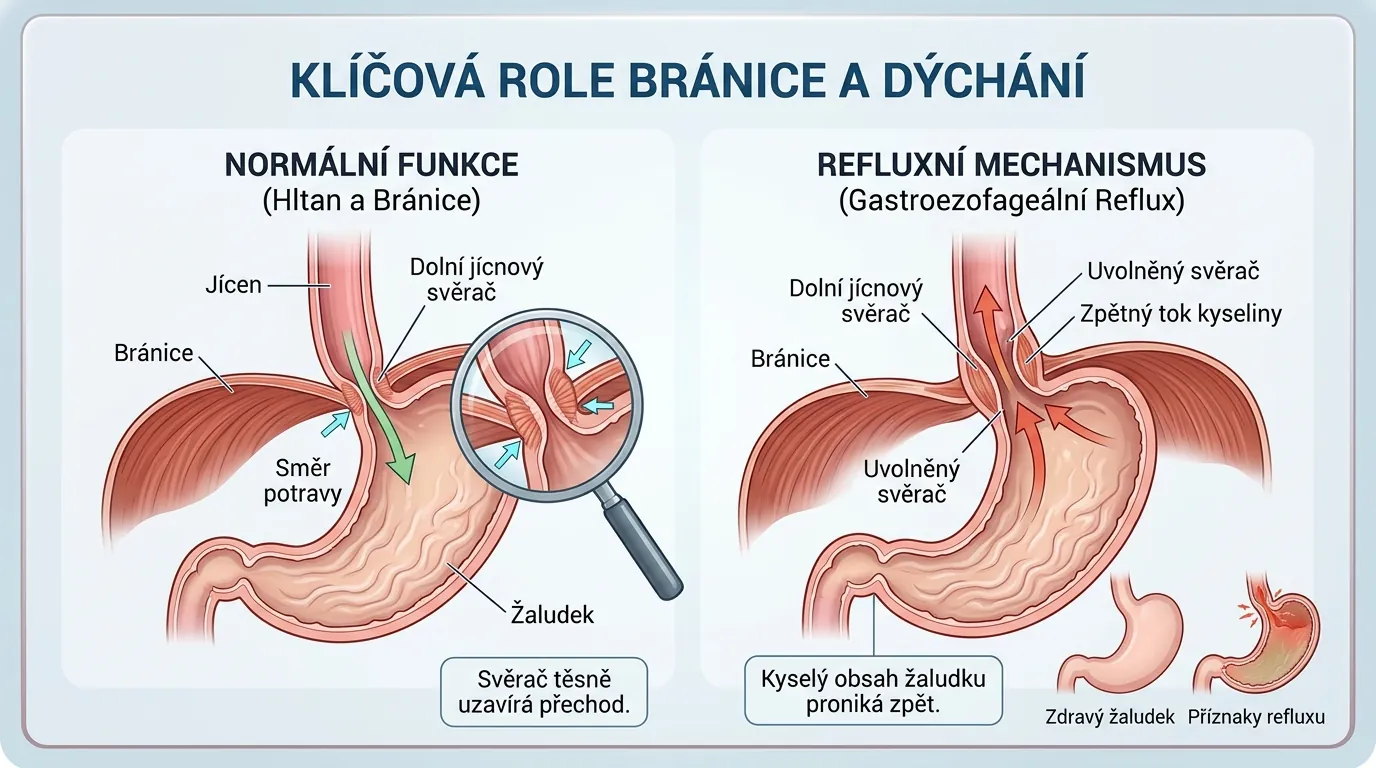 Schéma: normální funkce jícnového svěrače a bránice proti refluxnímu mechanismu